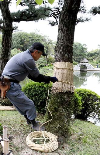 こも巻き冬支度 津山・衆楽園