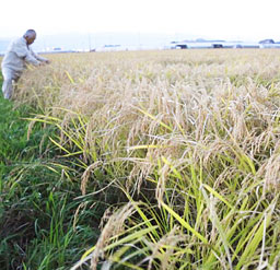 大規模農家に重点化＝コメ生産の補助金で林農水相