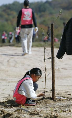 ソメイヨシノ:「来春にも花」 福島で苗木３１１本植樹