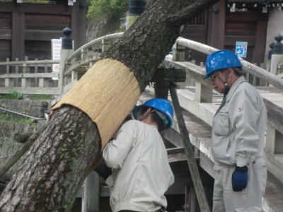 立冬松に“腹巻き”