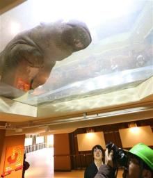 カバ、目の前でぐいーん 北海道・旭山動物園に「新居」