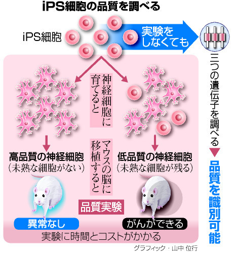 47NEWS ＞ 共同ニュース ＞ 品質良いｉＰＳ細胞の選別法開発 山中教授ら京大チーム