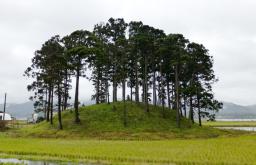 城の山古墳、被葬者は若い人物か 歯を確認