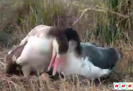 ひな誕生なるか…聟島のアホウドリ、産卵２例目