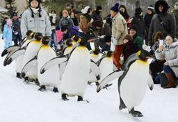 雪道をペンギンが散歩、北海道