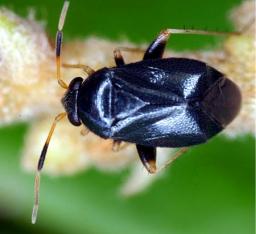 新種カメムシ、都心の東大に＝皇居並みに自然豊か