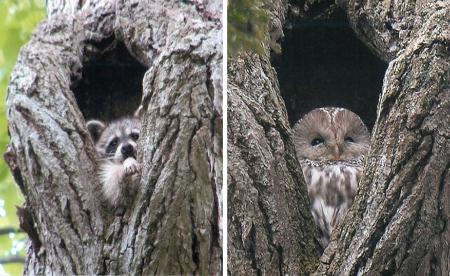 ねぐらで競合？ アライグマとフクロウ