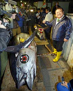 大間マグロ首位守る「今年くらいが見合った額」