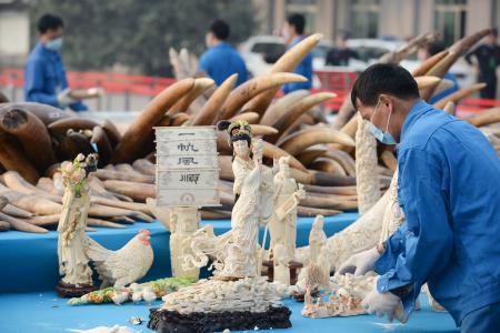 世界の雑記帳:中国が密輸象牙6.2トンを処分、初公開で対応強化アピール