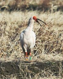 放鳥トキ:３年ぶりに本州で確認 新潟市内の田んぼ