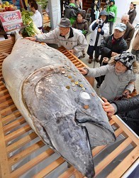 西宮神社:本マグロ奉納 商売繁盛願い胴体にさい銭