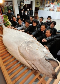 「お金身につく」巨大マグロにさい銭…西宮神社