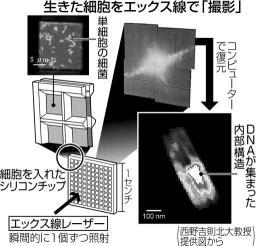 細胞の内部、生きたまま観察 北大チームが成功