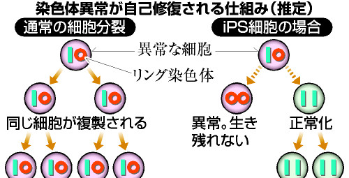 染色体異常、ｉＰＳ化すると修復…米研究所発表