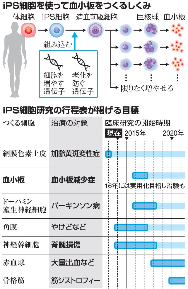 ｉＰＳ治療、実用化へ歩み着実