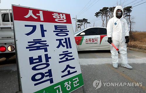 韓国で鳥インフル発生…カモ２万羽を殺処分