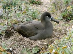 クロアシアホウドリ:八丈小島で営巣 世界最北端に