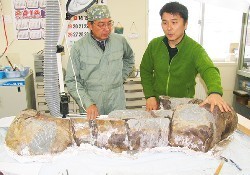 大型恐竜:ハドロサウルスの全身骨格か 北海道で発見