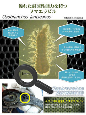 マイナス196℃にも耐えるヌマエラビル