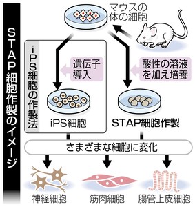 「万能細胞」新手法ｉＰＳより簡易 マウスで成功理研チーム