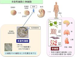 理研など、動物の体細胞を万能細胞(多能性細胞)へと初期化する新手法を開発