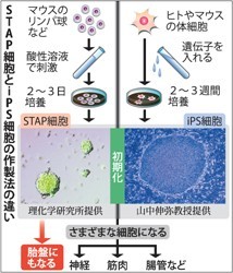 タカラバイオ株など高い、ＳＴＡＰ細胞報道が材料に