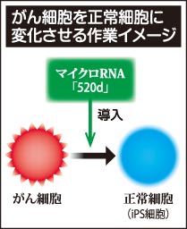 47NEWS ＞ 共同ニュース ＞ がん細胞を正常化する手法発見 鳥取大の研究グループ