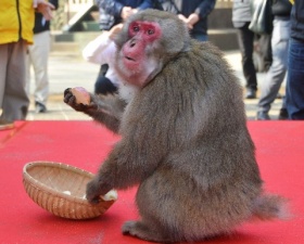 ゾロメがボス就任 大分・高崎山 ベンツの後継ぐ