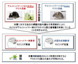 阪大、アルツハイマー病の原因「Aβタンパク」の蓄積を制御する遺伝子を発見