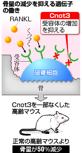 骨量の減少抑える遺伝子発見 骨粗鬆症の治療に期待