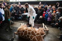 キリンを殺処分しライオンの餌に デンマークの動物園