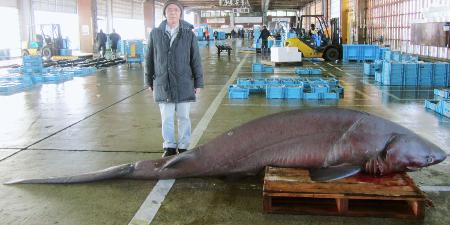 佐渡で体長４ｍの深海巨大ザメ さかなクンもびっくり