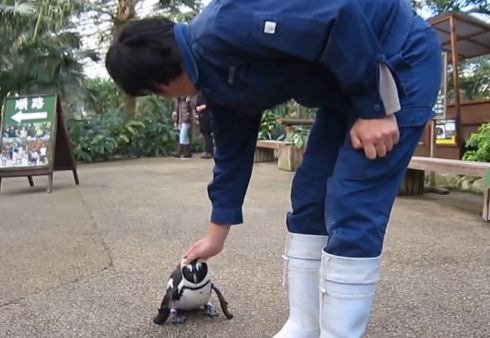 求愛ペンギン「さくら」、英でも話題 報道相次ぎ高い関心