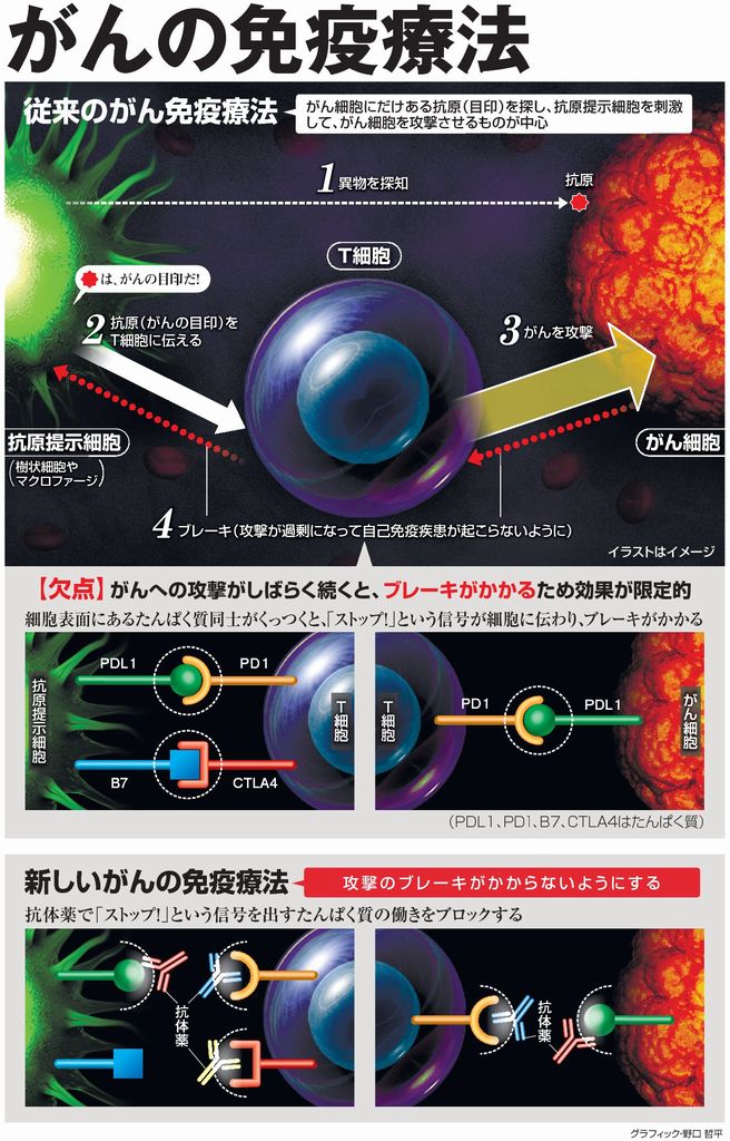 アピタルトップ ＞ ファイル ＞ がんの免疫療法 ブレーキ外し、攻撃続ける