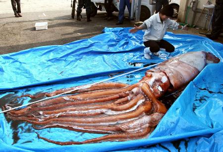 兵庫県でダイオウイカを生け捕り 地元漁師が発見