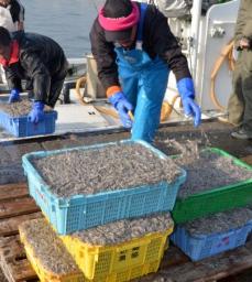 シンコ漁解禁:明石海峡に春の訪れ