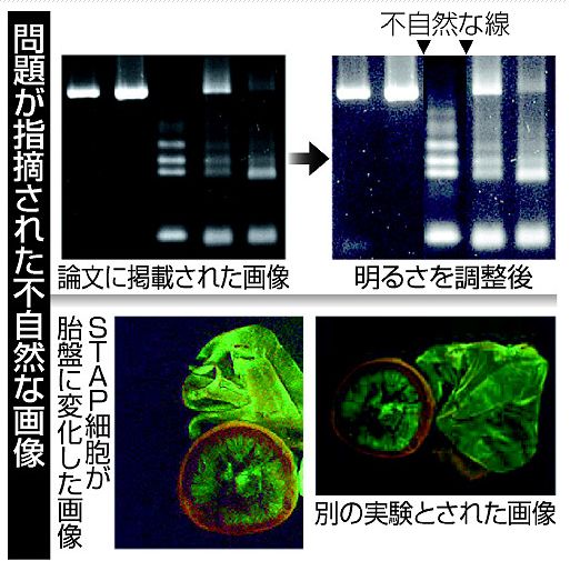 ＳＴＡＰ論文に相次ぐ疑問 うっかり？信頼性懸念も