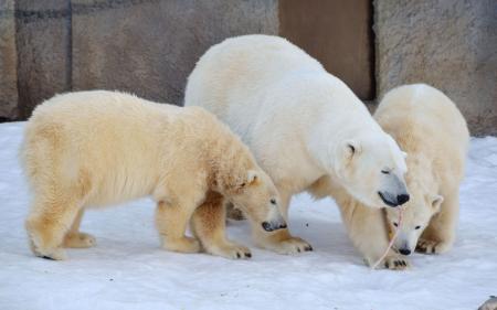 ホッキョクグマ双子 道外動物園へ 札幌円山動物園で「送る会」