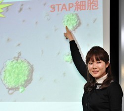 理研、ＳＴＡＰ細胞の作製法公開 論文への批判受け