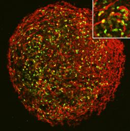 京大:ｉＰＳ細胞だけ光らせる化合物発見 未分化細胞識別