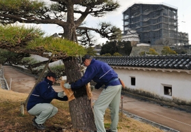 和歌山公園で松のこも外し