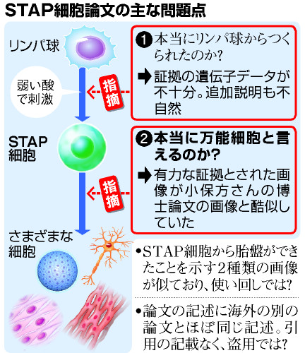 アピタルトップ ＞ ニュース ＞ ＳＴＡＰ論文、窮地 「単純ミス」では説明困難に