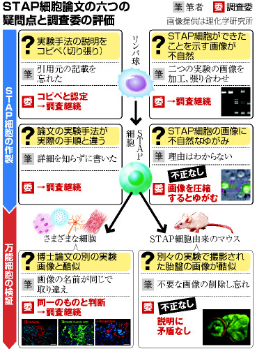 ＳＴＡＰ論文、根幹に疑義 理研、故意か過失か調査継続