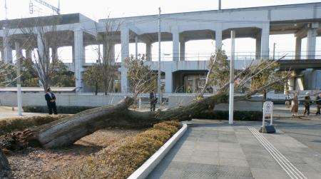 文化センターで倒木、１人重体１人重傷 広島・三原