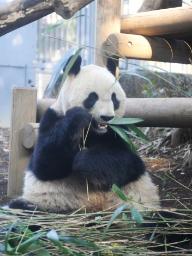 上野動物園 パンダの公開再開へ