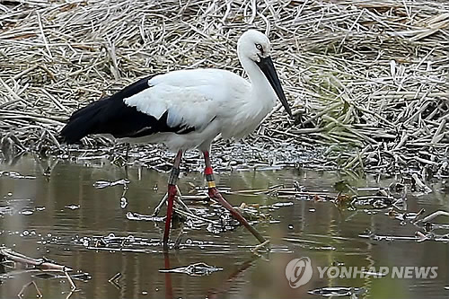 コウノトリ:兵庫で生まれ…山口経由、今は韓国で目撃