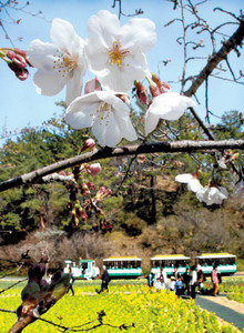 桜:松山で開花 昨年より７日遅れ ／愛媛