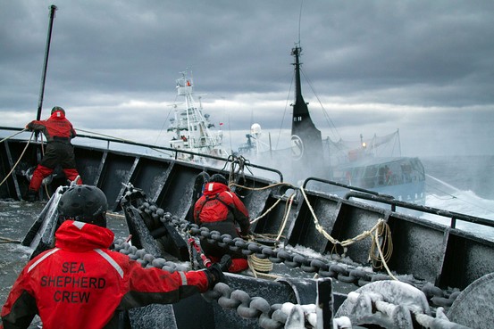 日本の調査捕鯨は条約違反、国際司法裁判所が判決