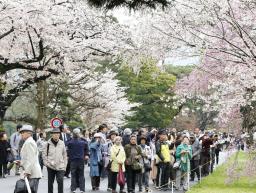 皇居内「乾通り」の一般公開始まる 沿道の桜楽しむ