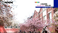 大阪の春…造幣局「桜の通り抜け」特別公開